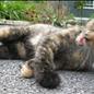 Cats Posing